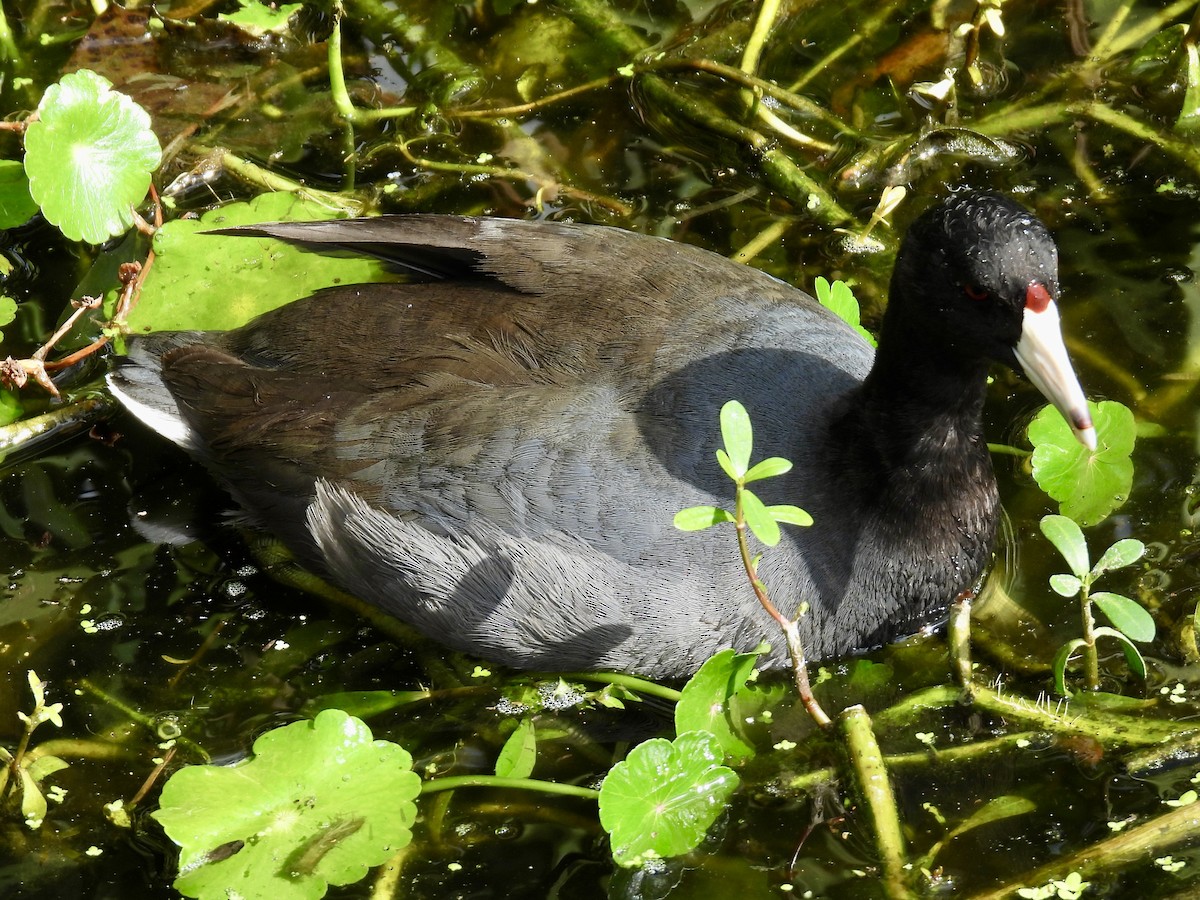 lyska americká - ML647391393