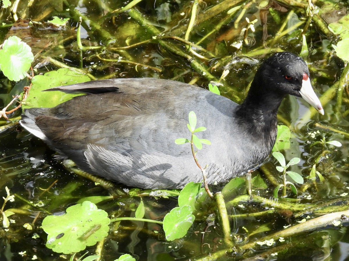 lyska americká - ML647391394