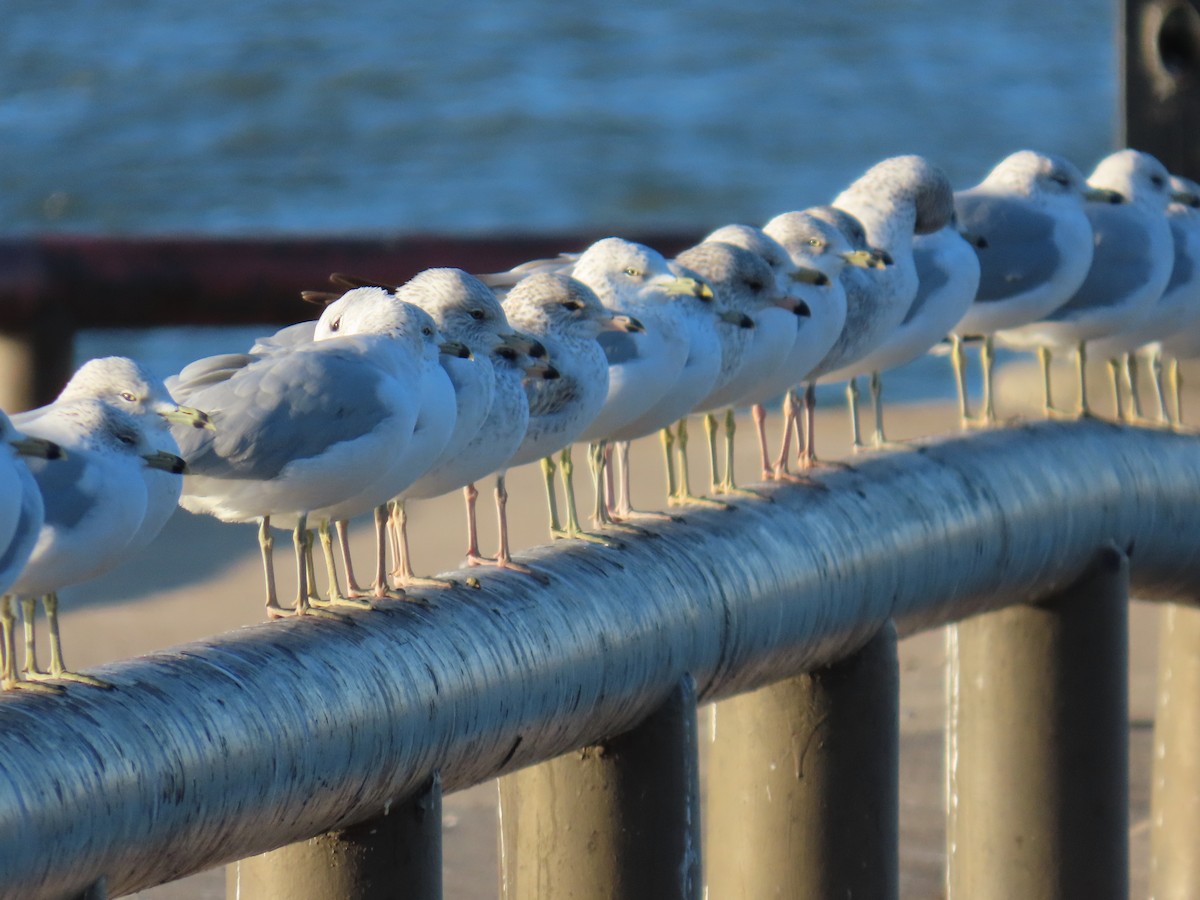 racek kroužkozobý - ML647391398