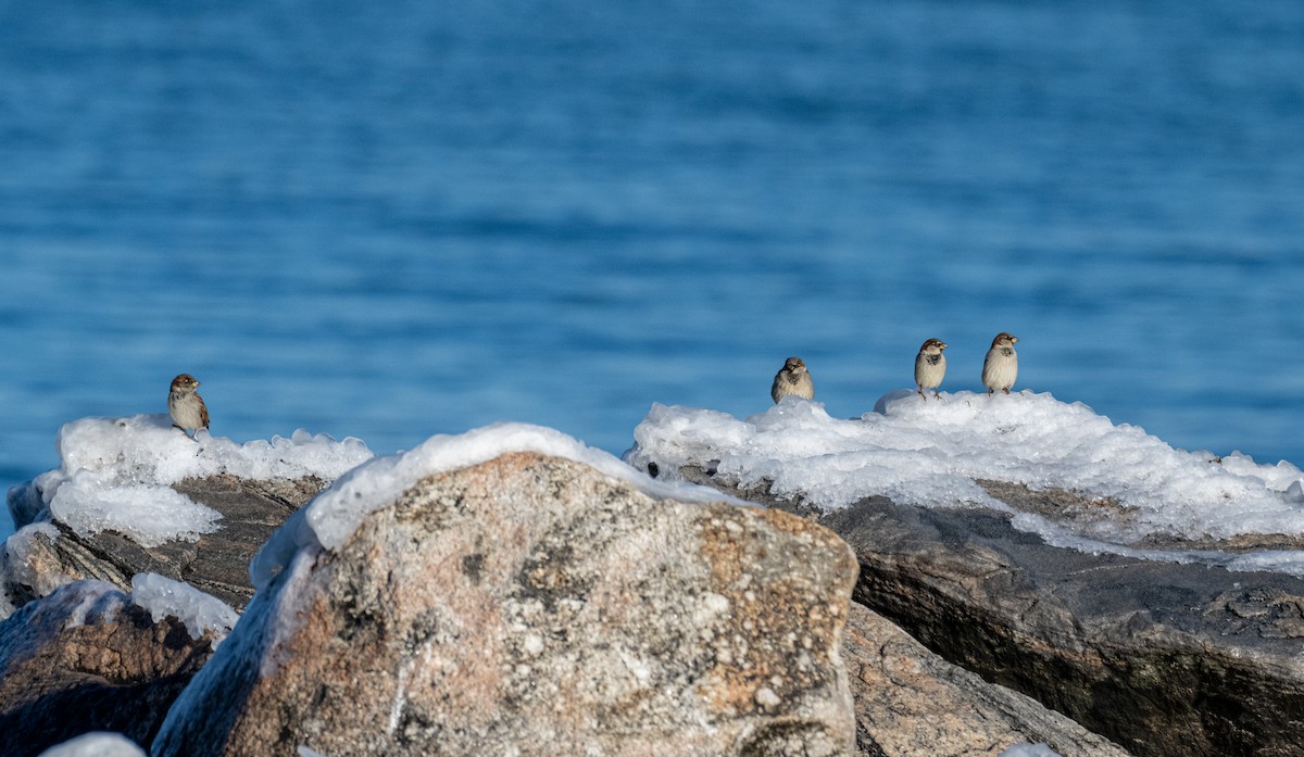 gråspurv - ML647391400