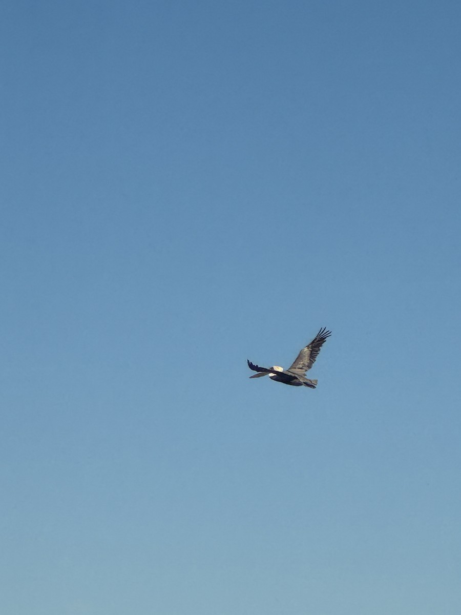 pelikán hnědý - ML647391402