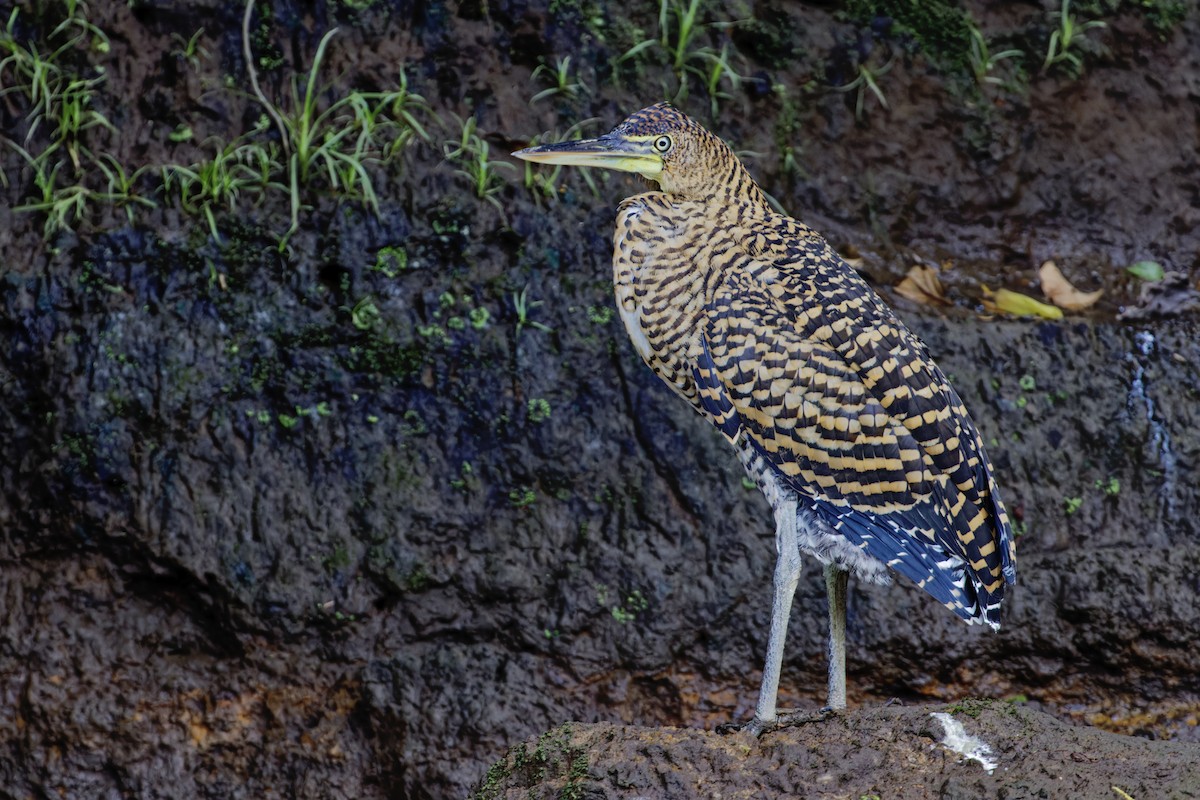 bukač středoamerický - ML647391403