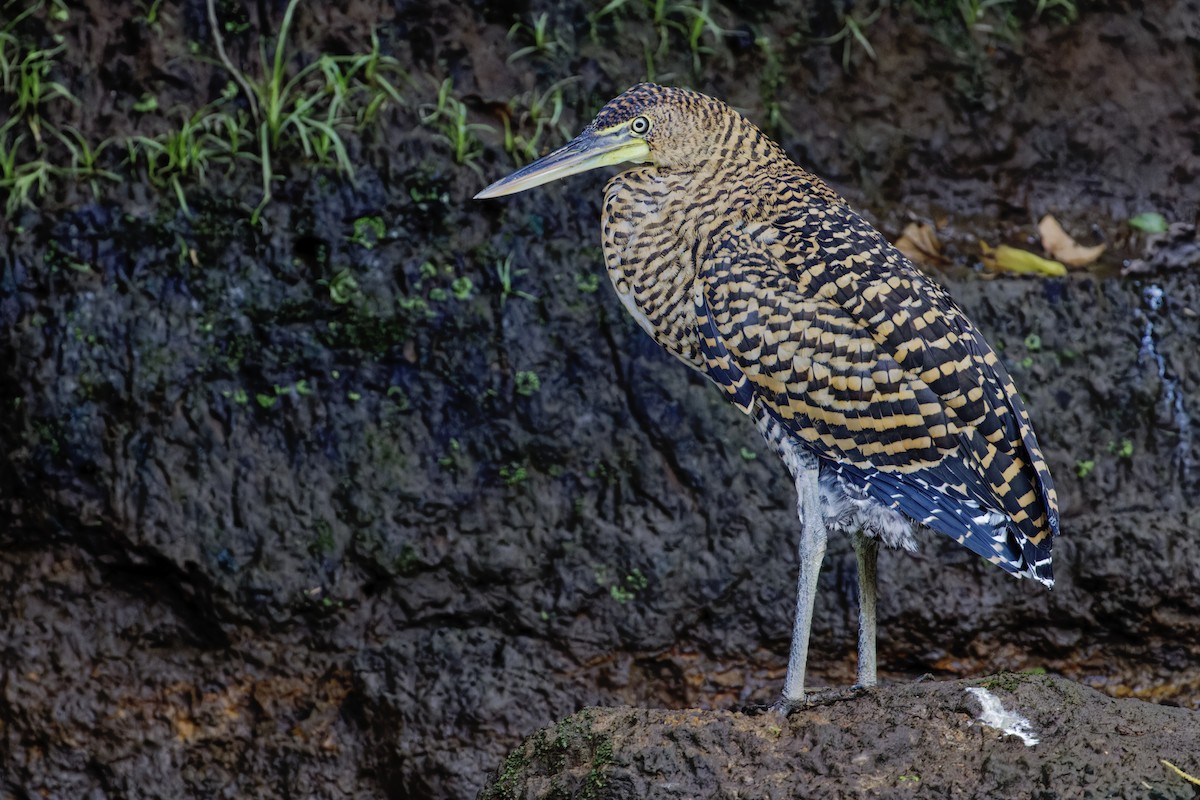 bukač středoamerický - ML647391404