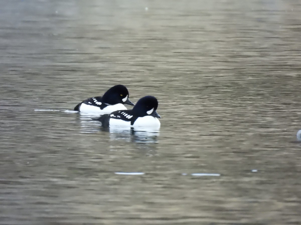 hohol islandský - ML647391405