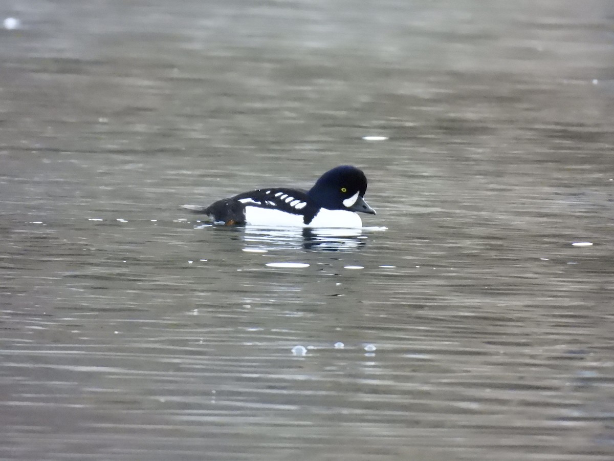 hohol islandský - ML647391406