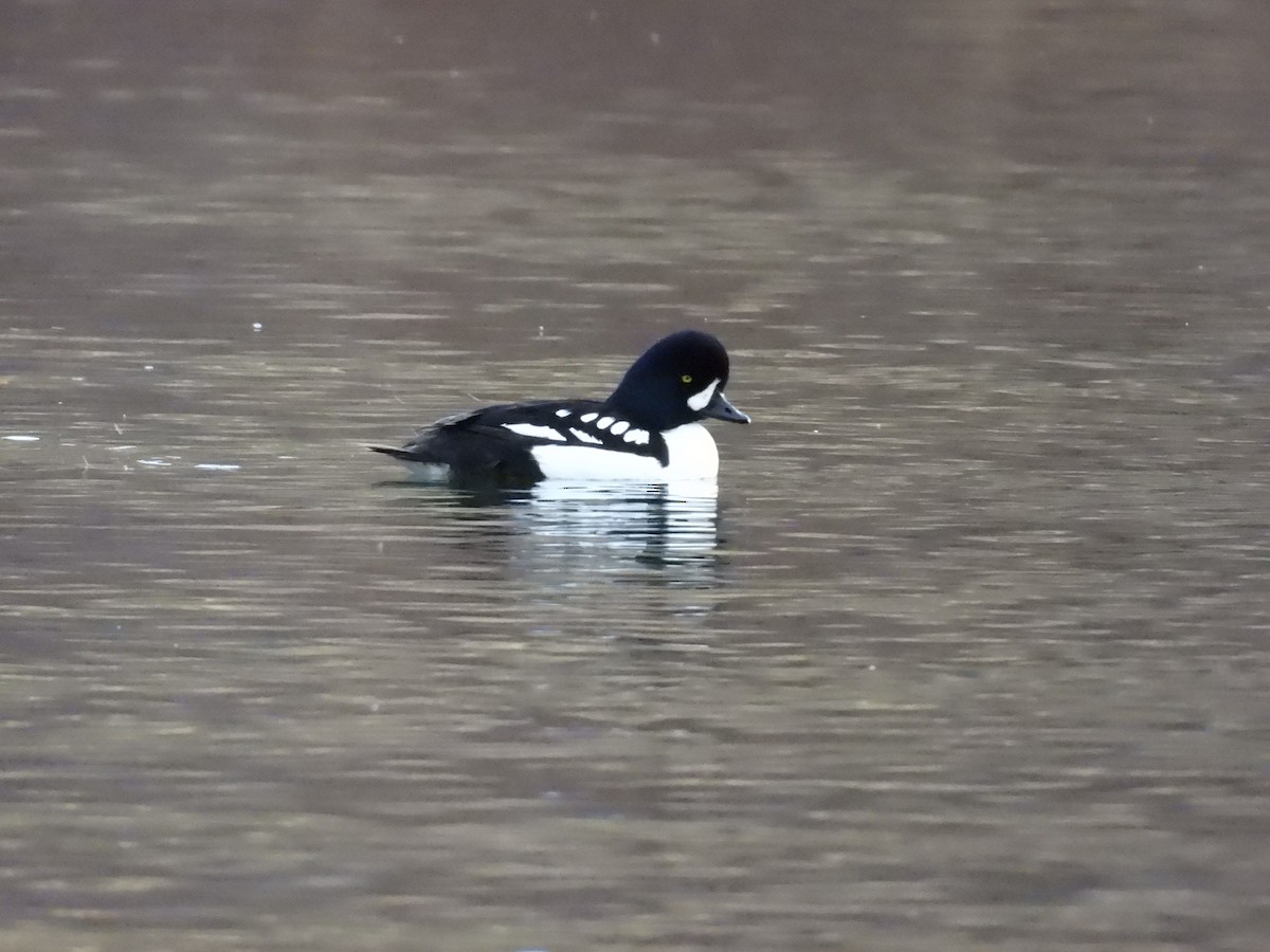 hohol islandský - ML647391407