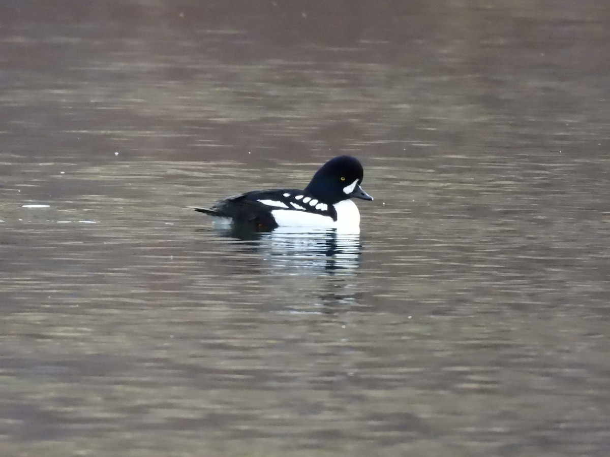 hohol islandský - ML647391408