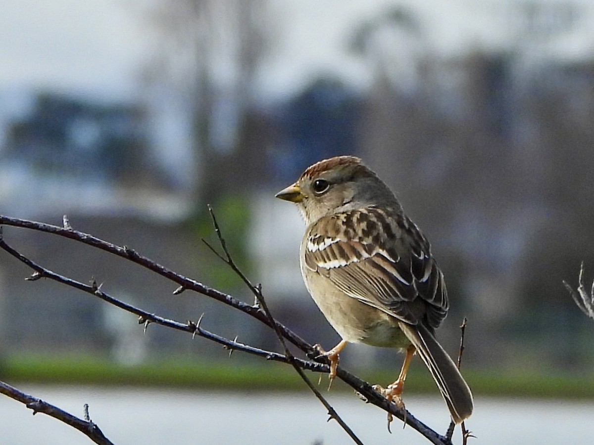strnadec bělopásý - ML647391410