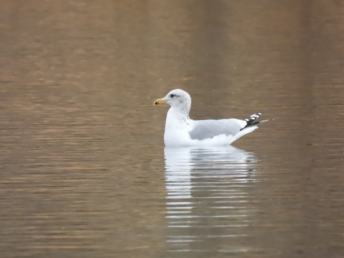 California Gull - ML647391412