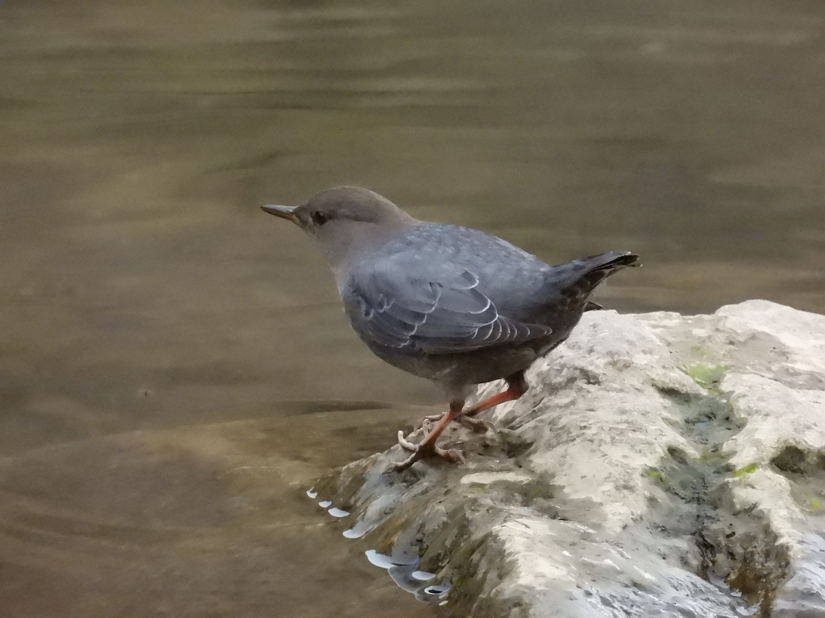 American Dipper - ML647391424