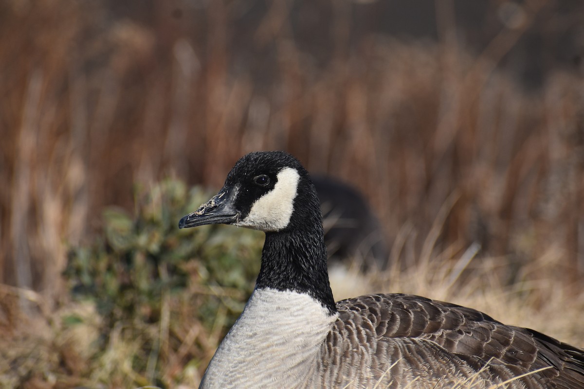 Canada Goose - ML647391429