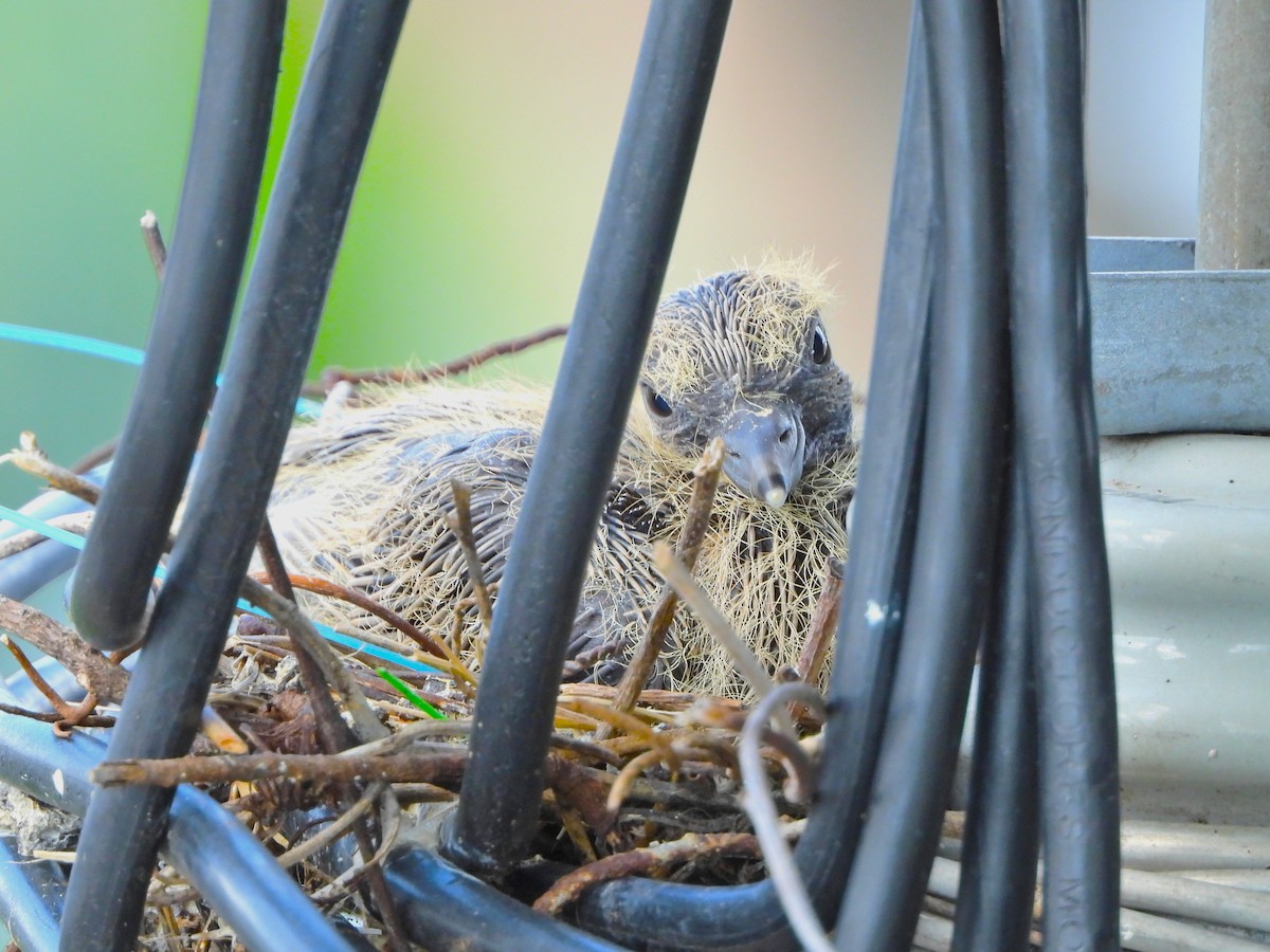 תור צווארון - ML647391430