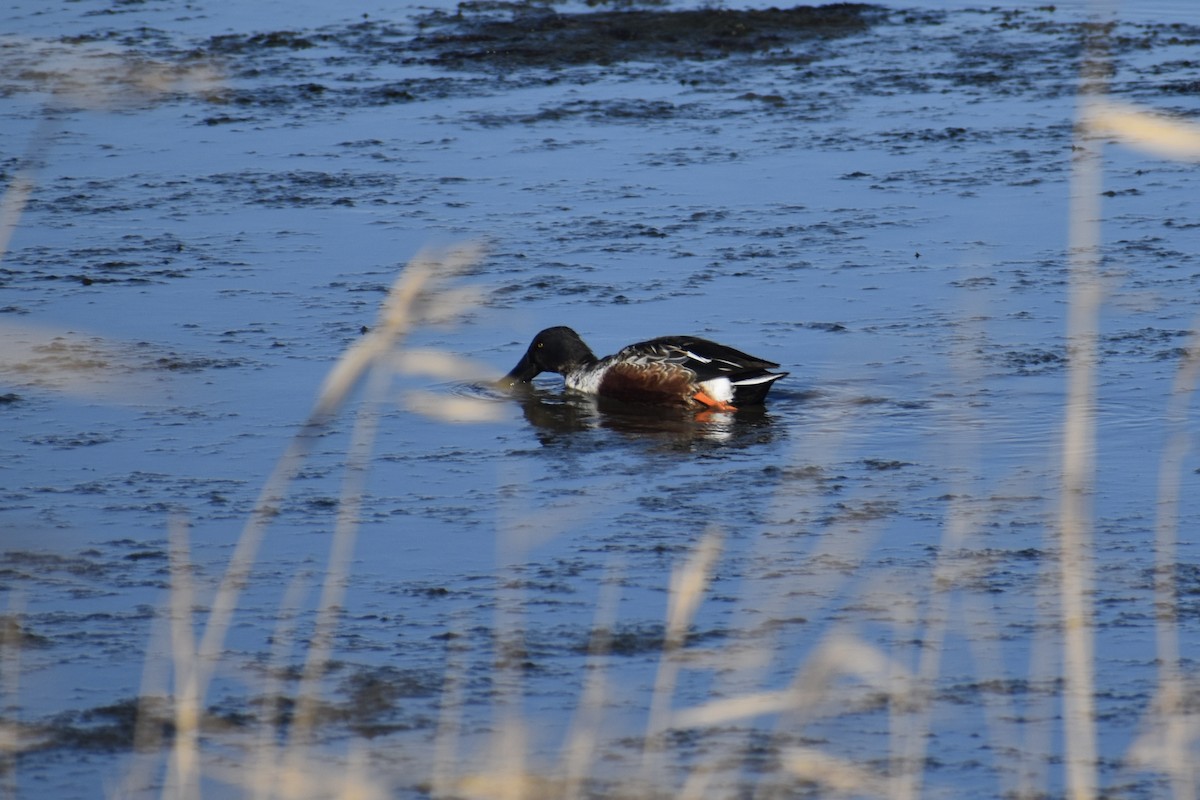 琵嘴鴨 - ML647391437
