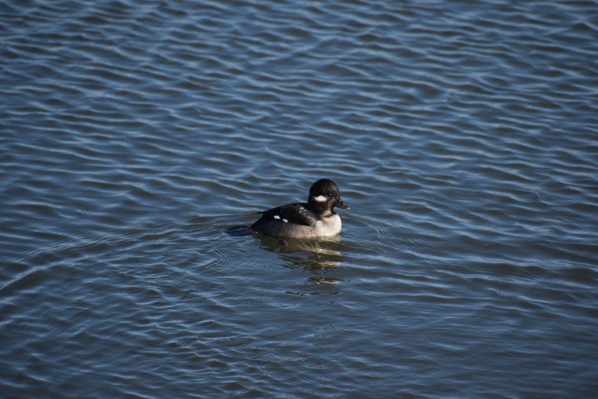 Bufflehead - ML647391442