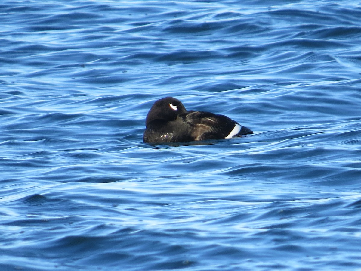 White-winged Scoter - ML647391443