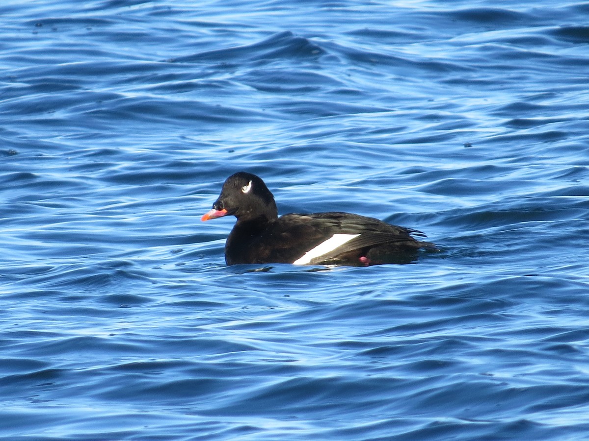 White-winged Scoter - ML647391444
