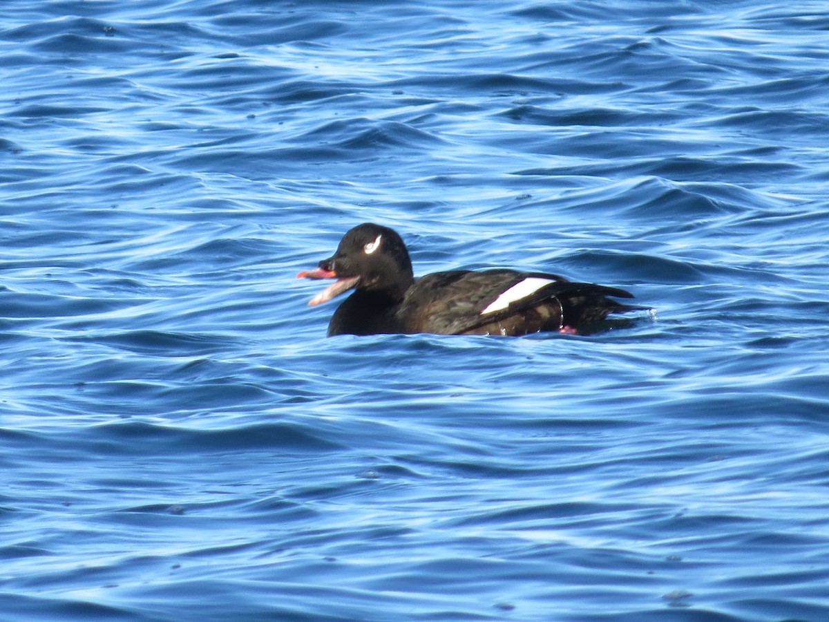 White-winged Scoter - ML647391445