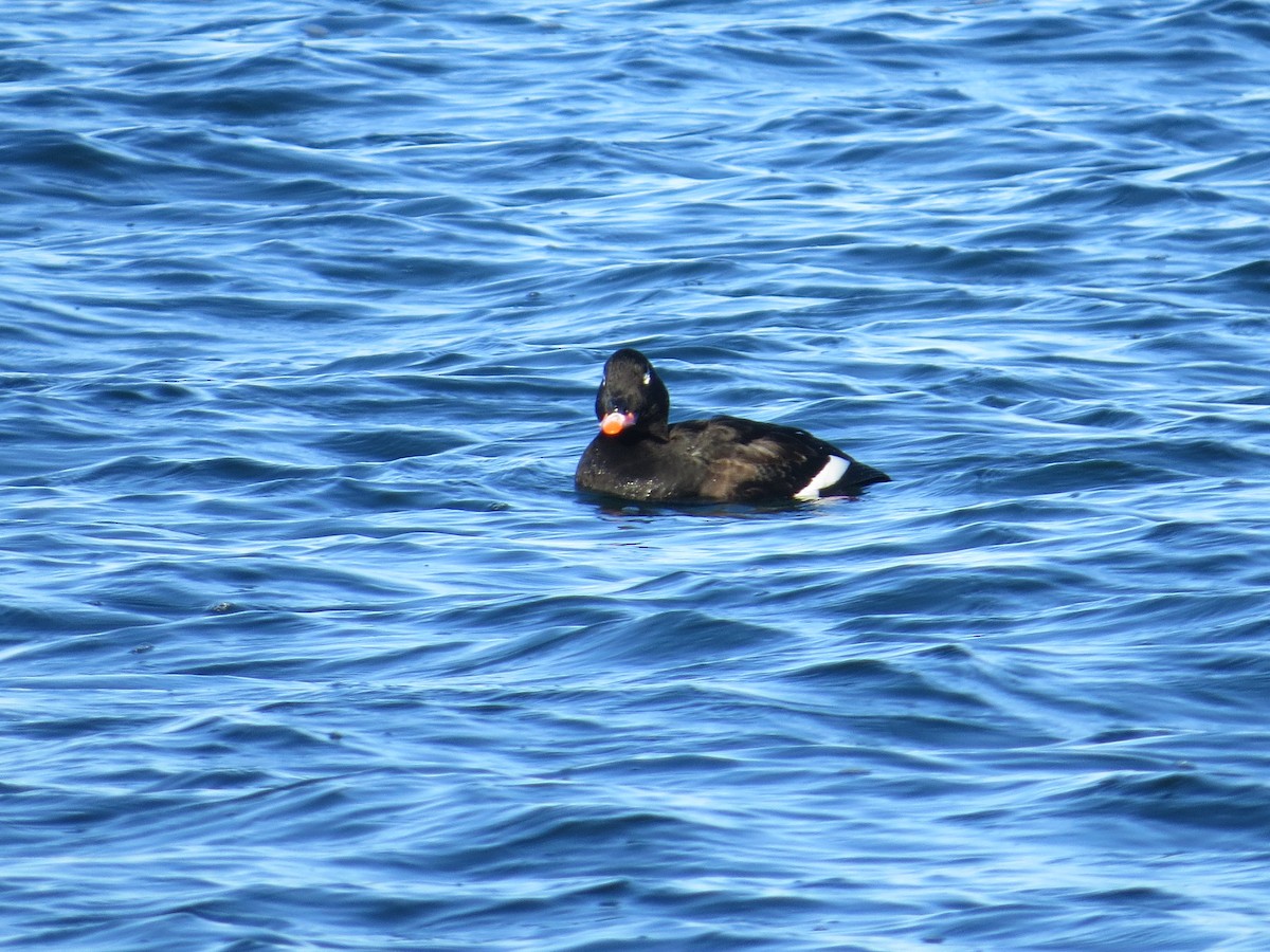 White-winged Scoter - ML647391446