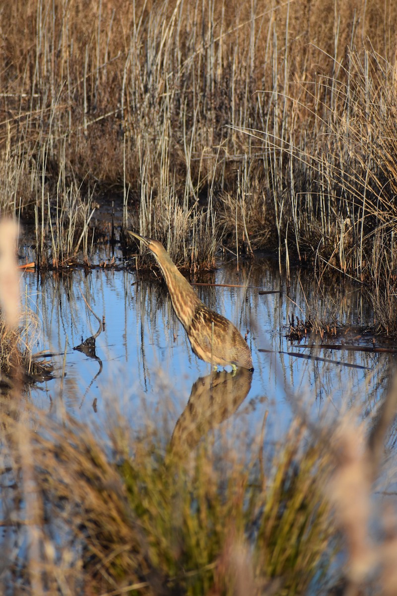 American Bittern - ML647391449