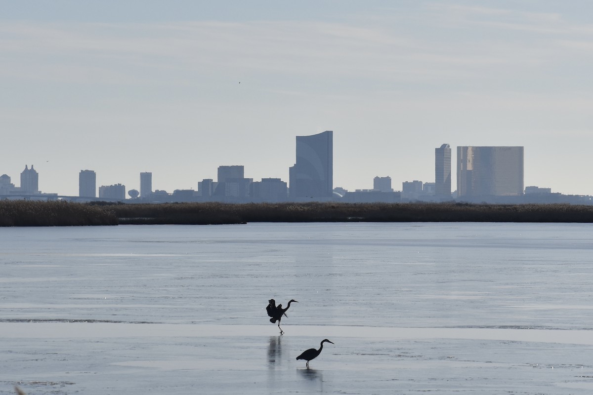 Great Blue Heron - ML647391450