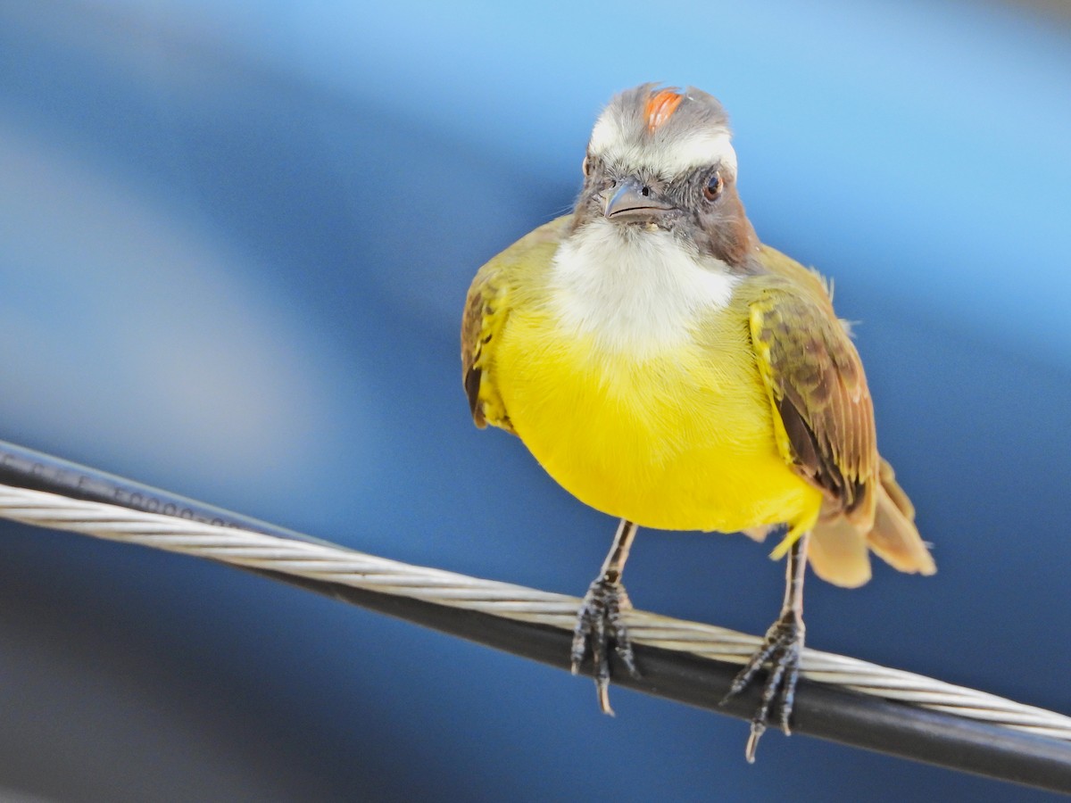 Social Flycatcher - ML647391478