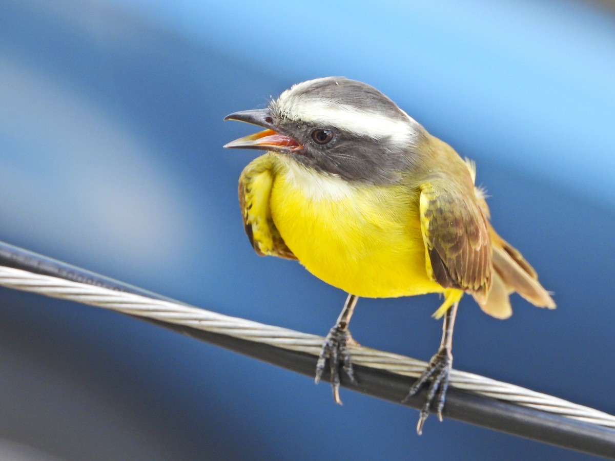 Social Flycatcher - ML647391479