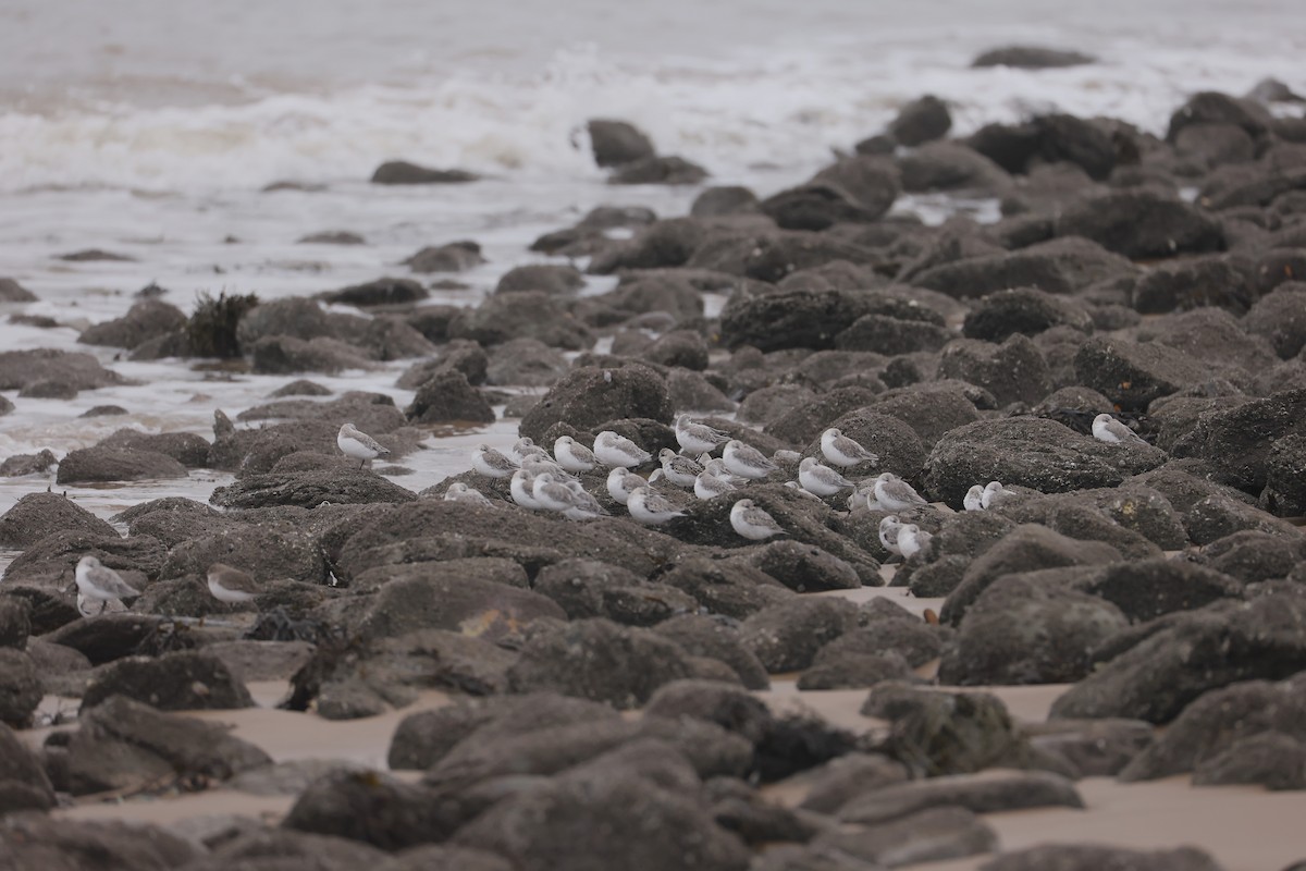 Txirri zuria - ML647391480