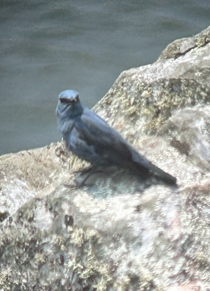 Blue Rock-Thrush - ML647391482
