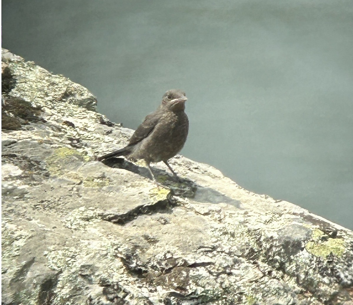 Blue Rock-Thrush - ML647391483