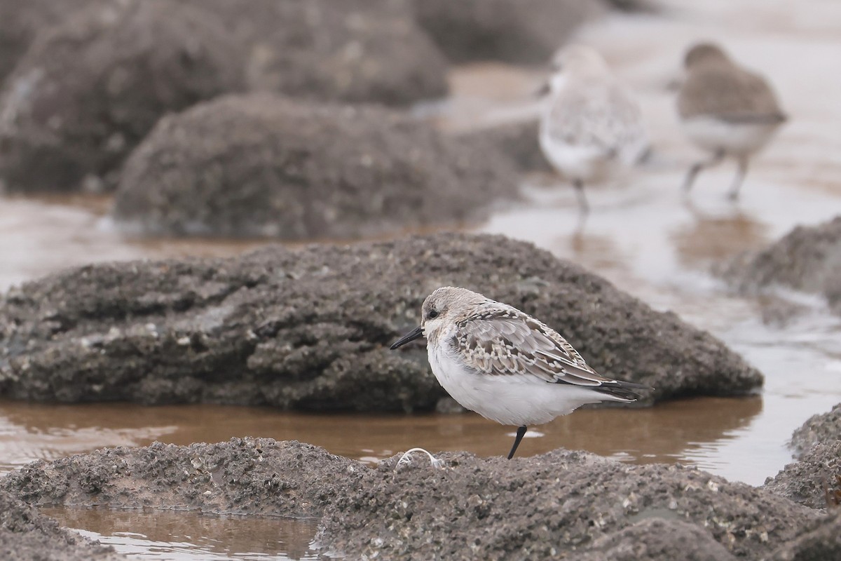 Txirri zuria - ML647391500