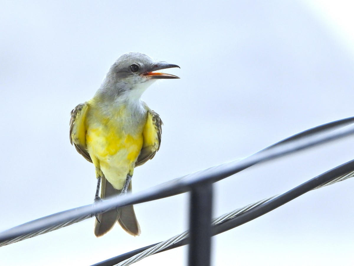 Tropical Kingbird - ML647391502