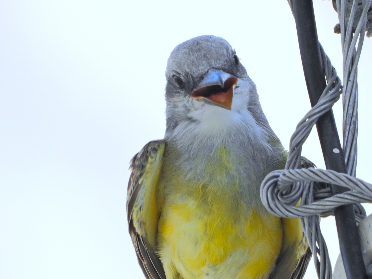 Tropical Kingbird - ML647391503