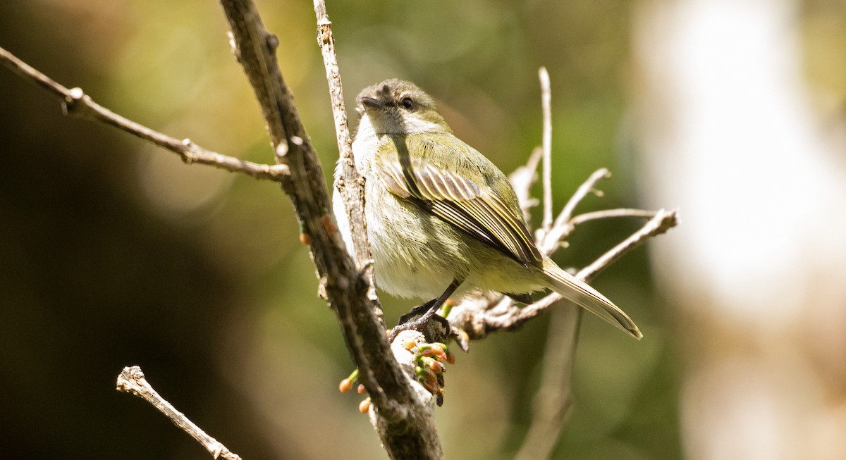 Mistletoe Tyrannulet - ML647391508