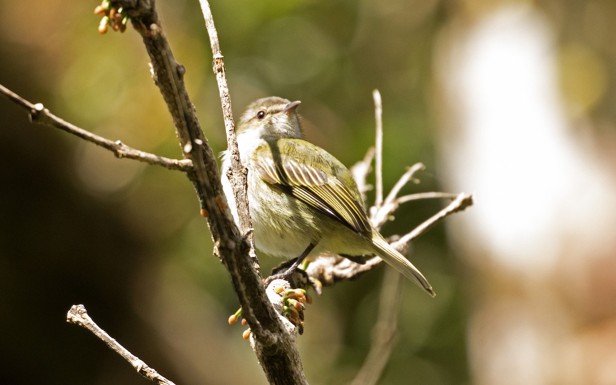 Mistletoe Tyrannulet - ML647391509