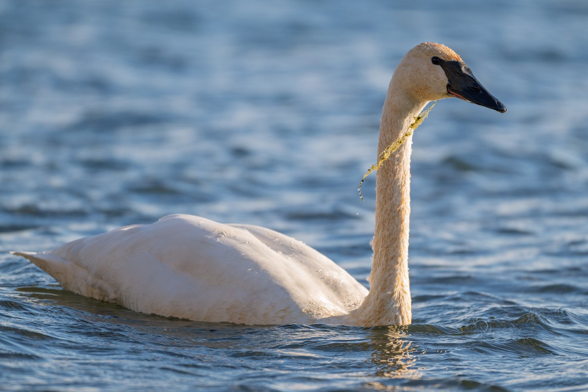 ナキハクチョウ - ML647391513