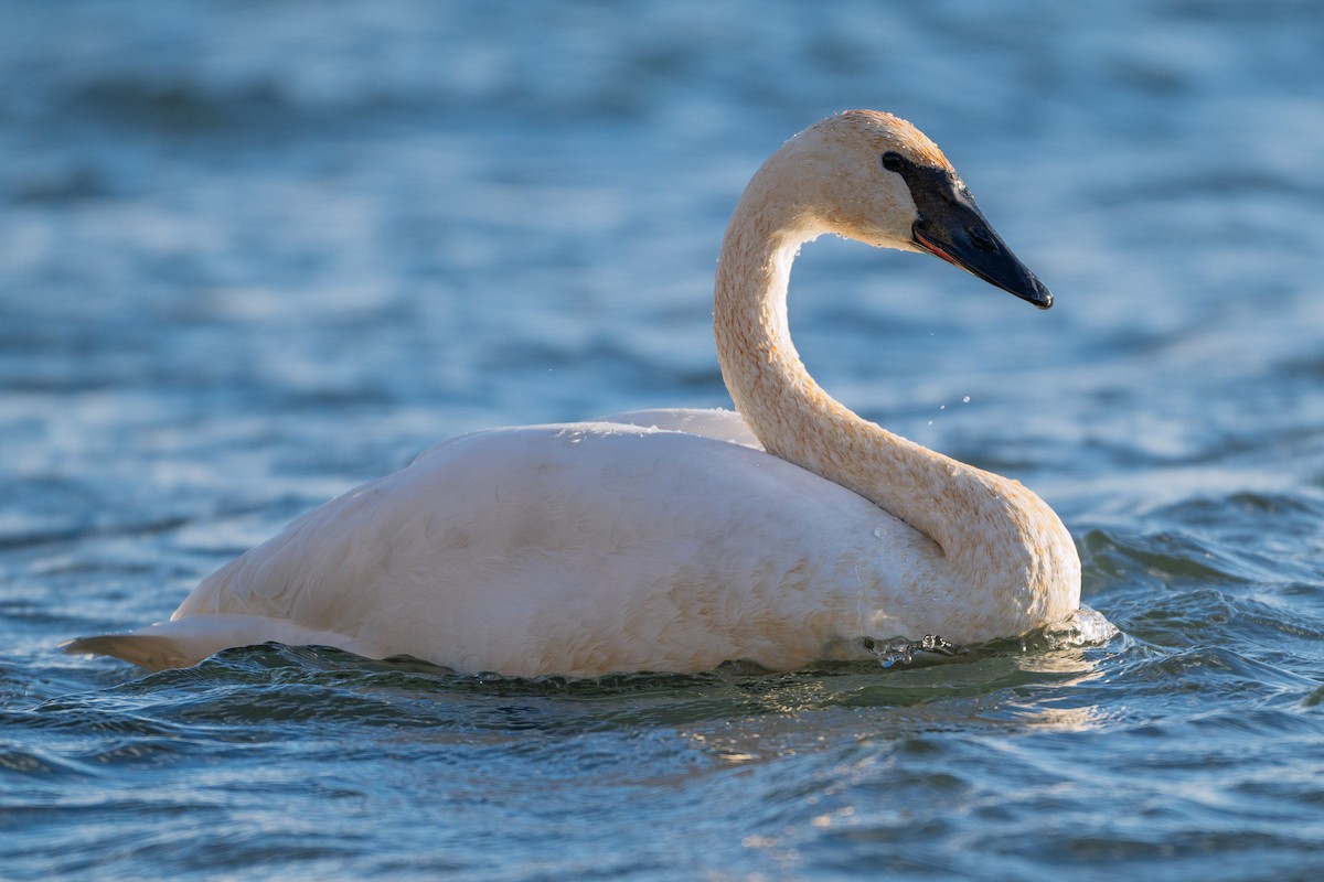 ナキハクチョウ - ML647391514