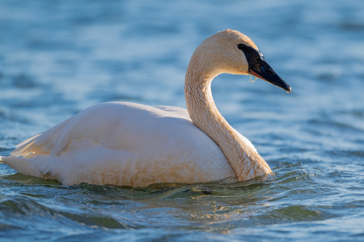 ナキハクチョウ - ML647391515