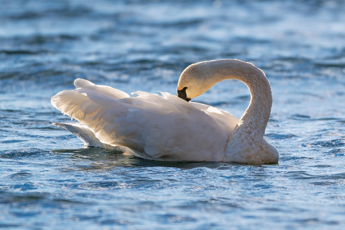 ナキハクチョウ - ML647391516