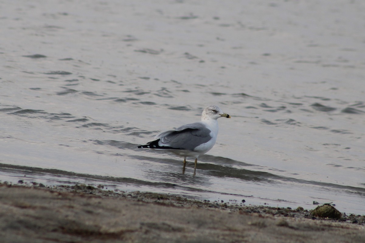 Делавэрская чайка - ML647391529