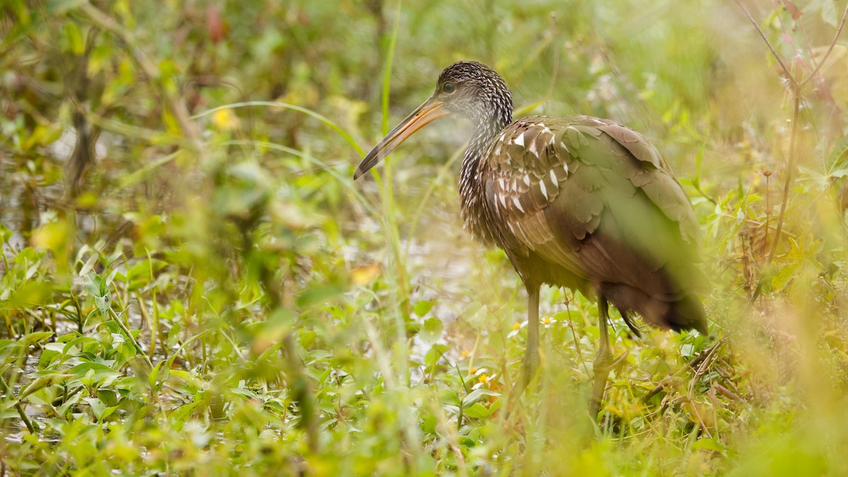 Carrao - ML647391534