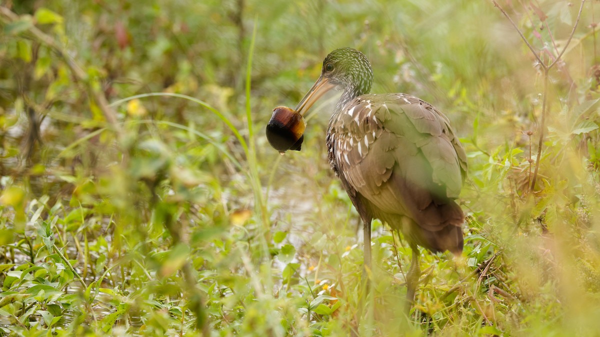 Carrao - ML647391535