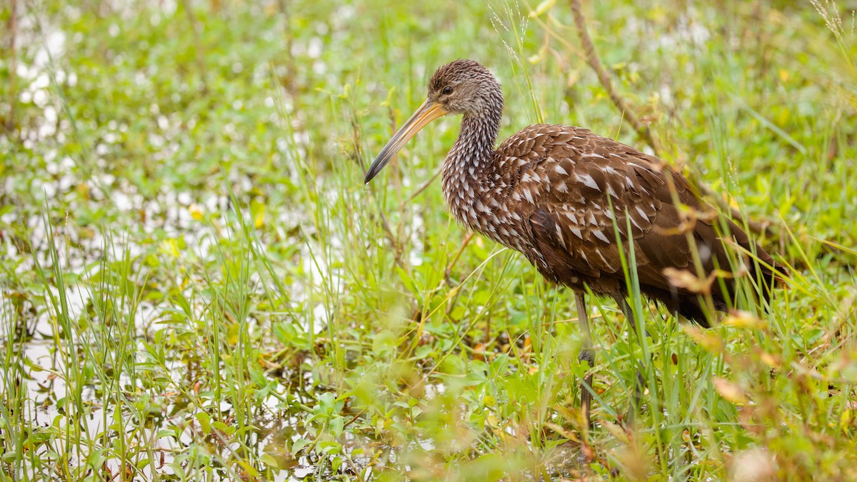 Carrao - ML647391536