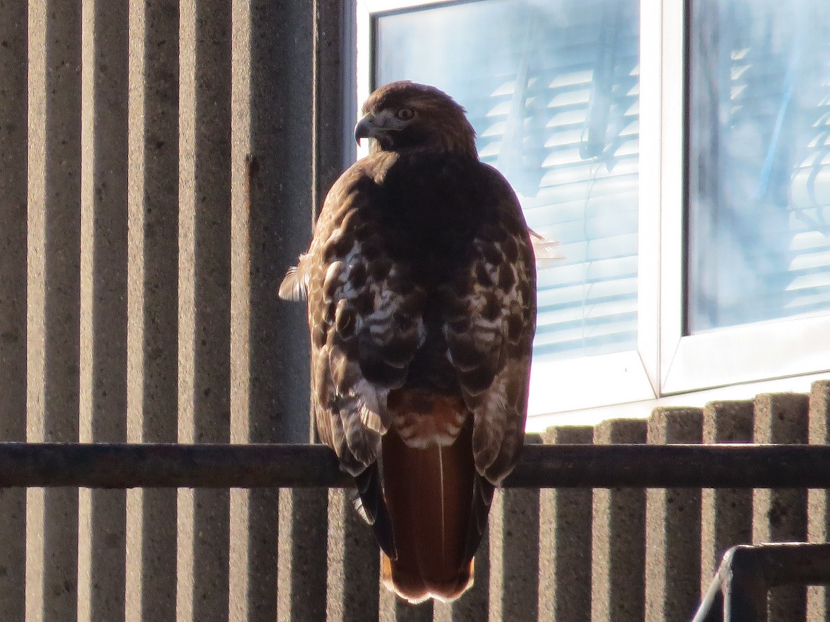 Red-tailed Hawk (borealis) - ML647391543