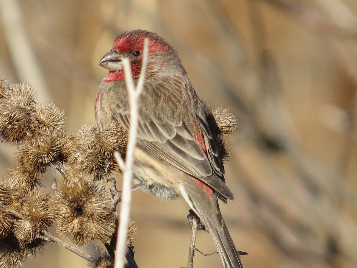 House Finch - ML647391553