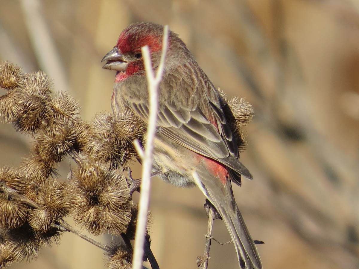 House Finch - ML647391555