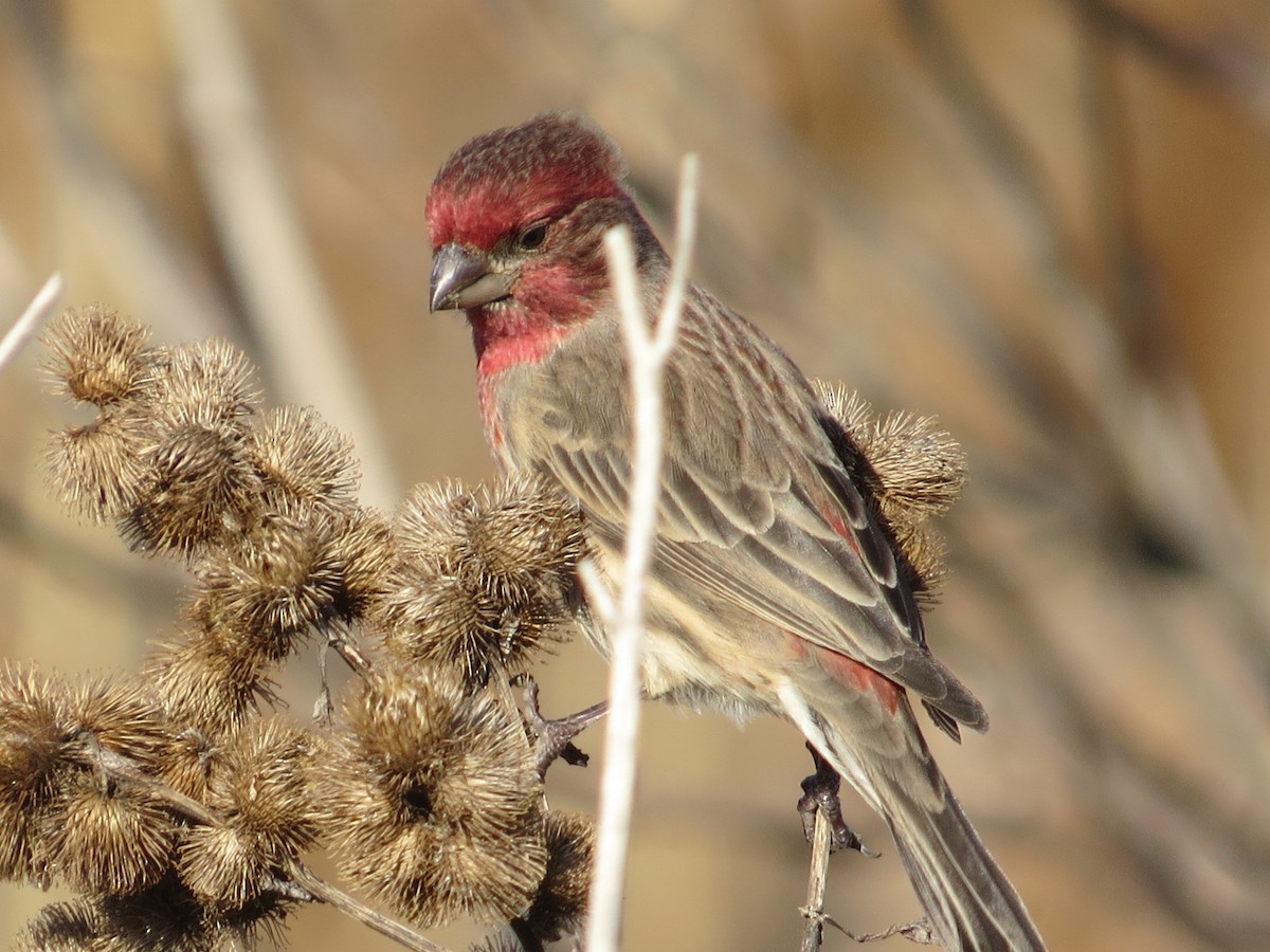 House Finch - ML647391556