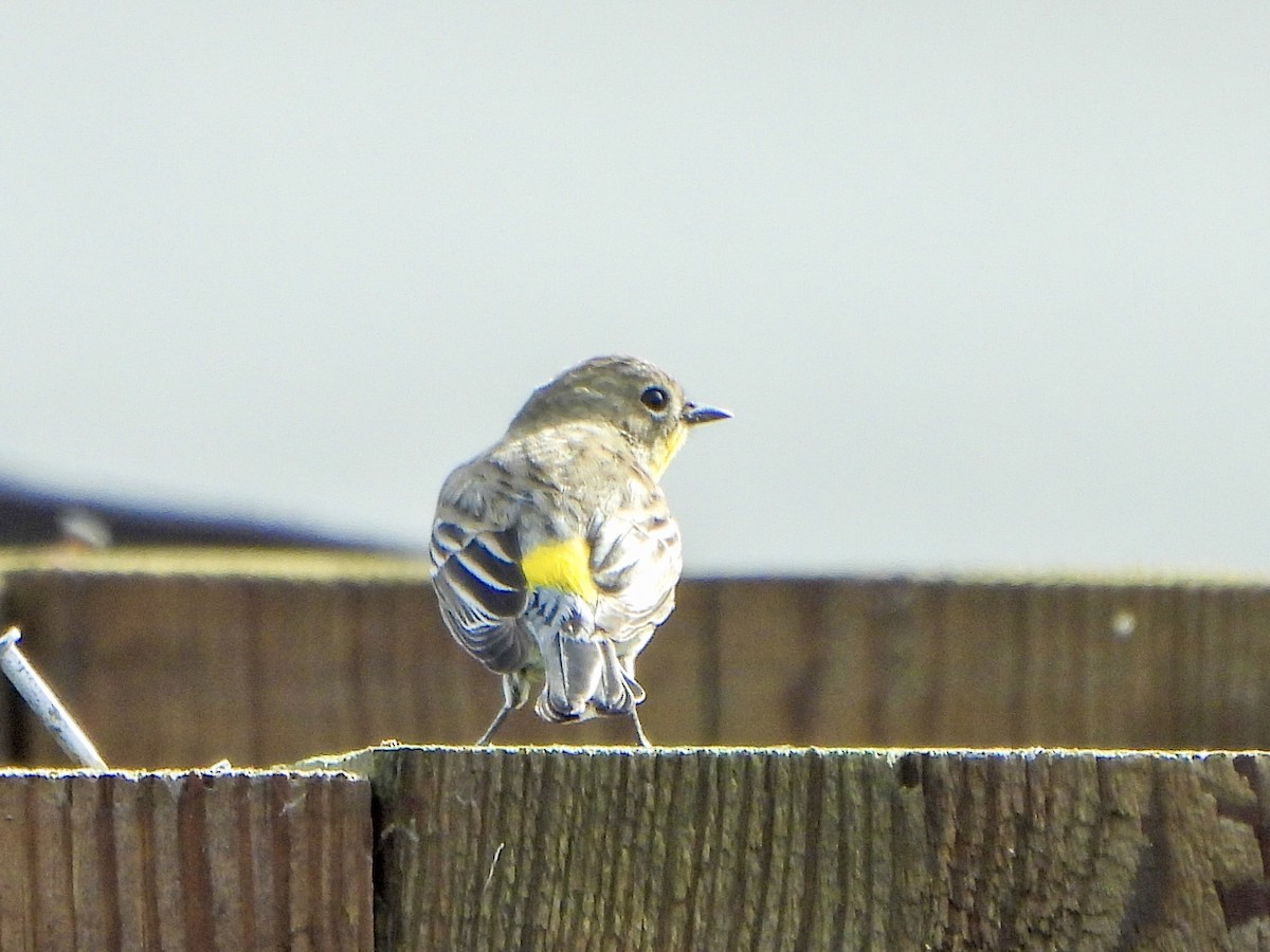 Yellow-rumped Warbler - ML647391569