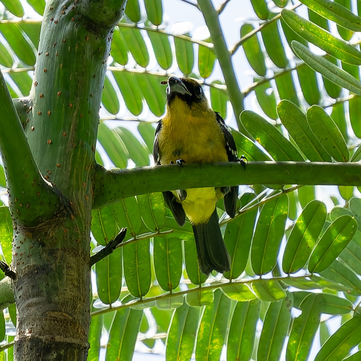 båndpiranga - ML647391572