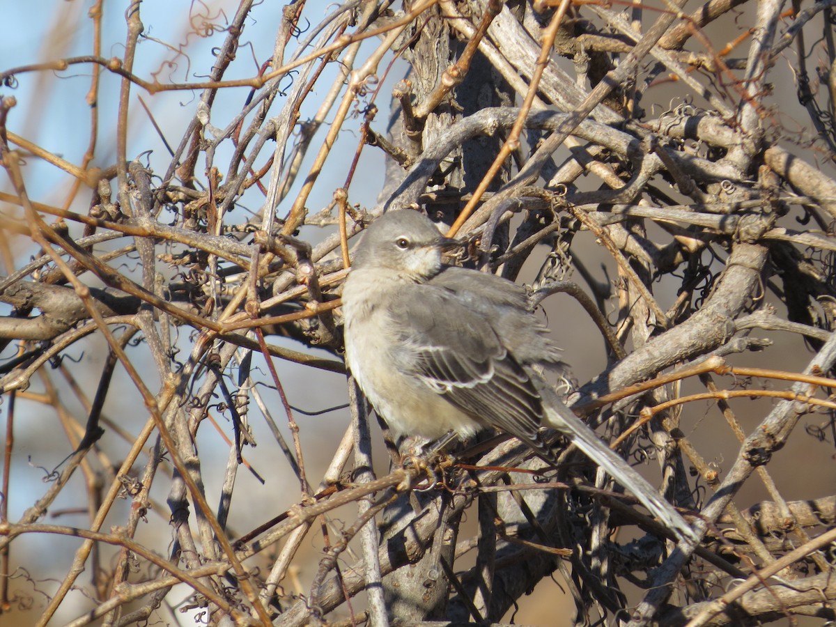 Northern Mockingbird - ML647391598