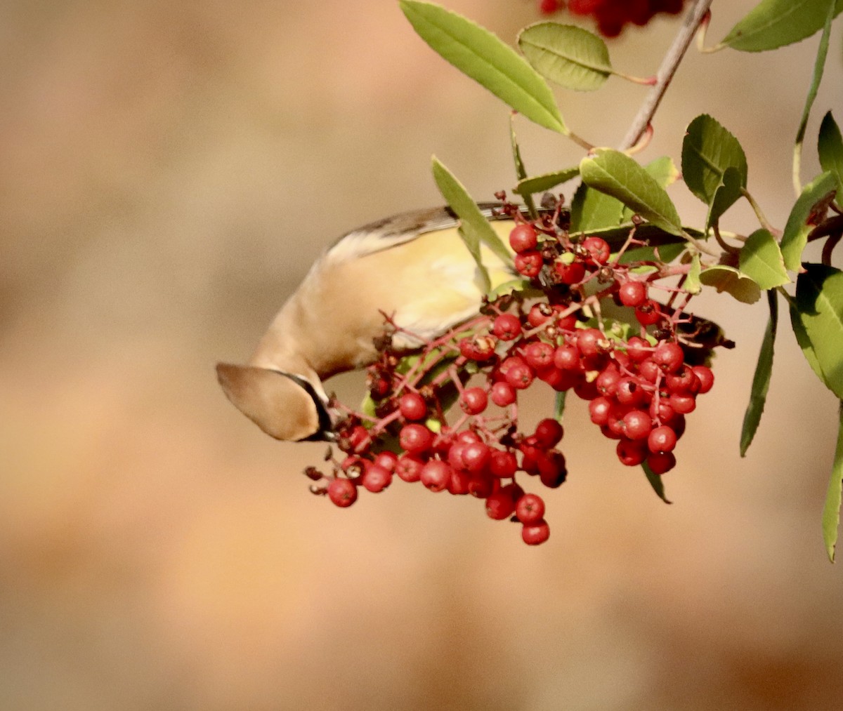 Cedar Waxwing - ML647391599